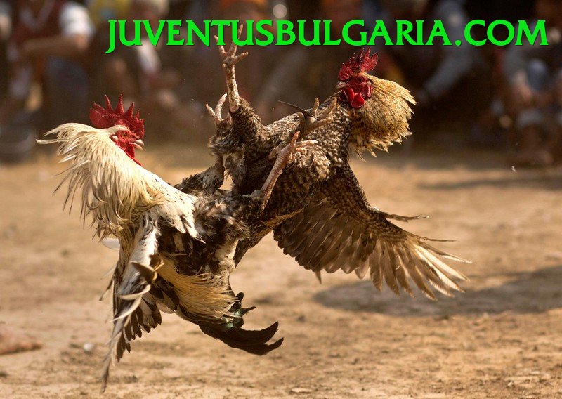 Đá Gà Trực Tiếp - rw88